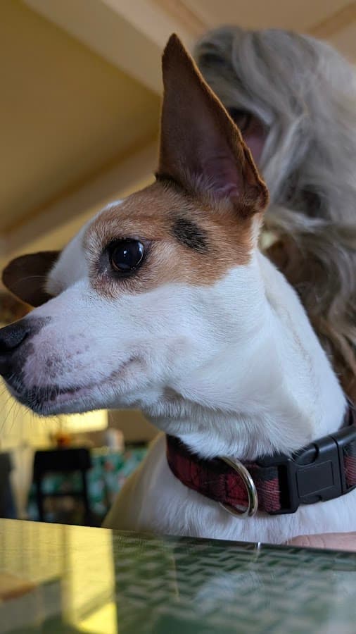 CENTRO VETERINARIO VASAN — foto