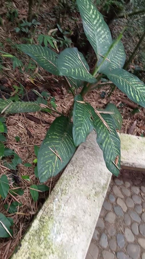 Jardín Botánico de Cali — foto