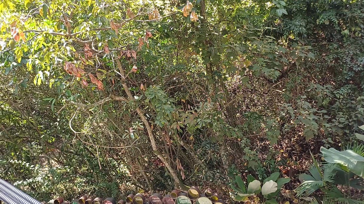 Jardín Botánico de Cali — foto
