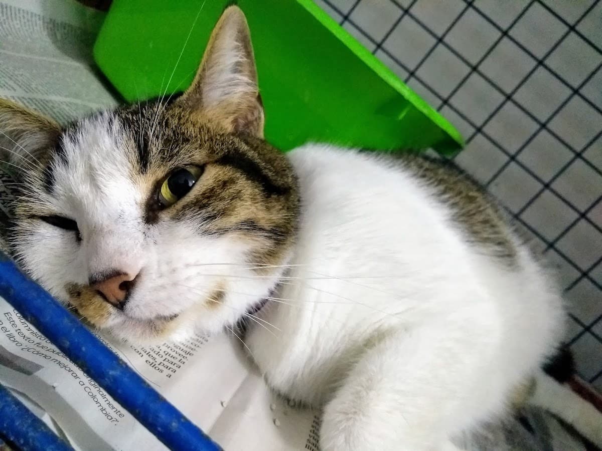 Clínica Veterinaria Paraíso de la Mascota