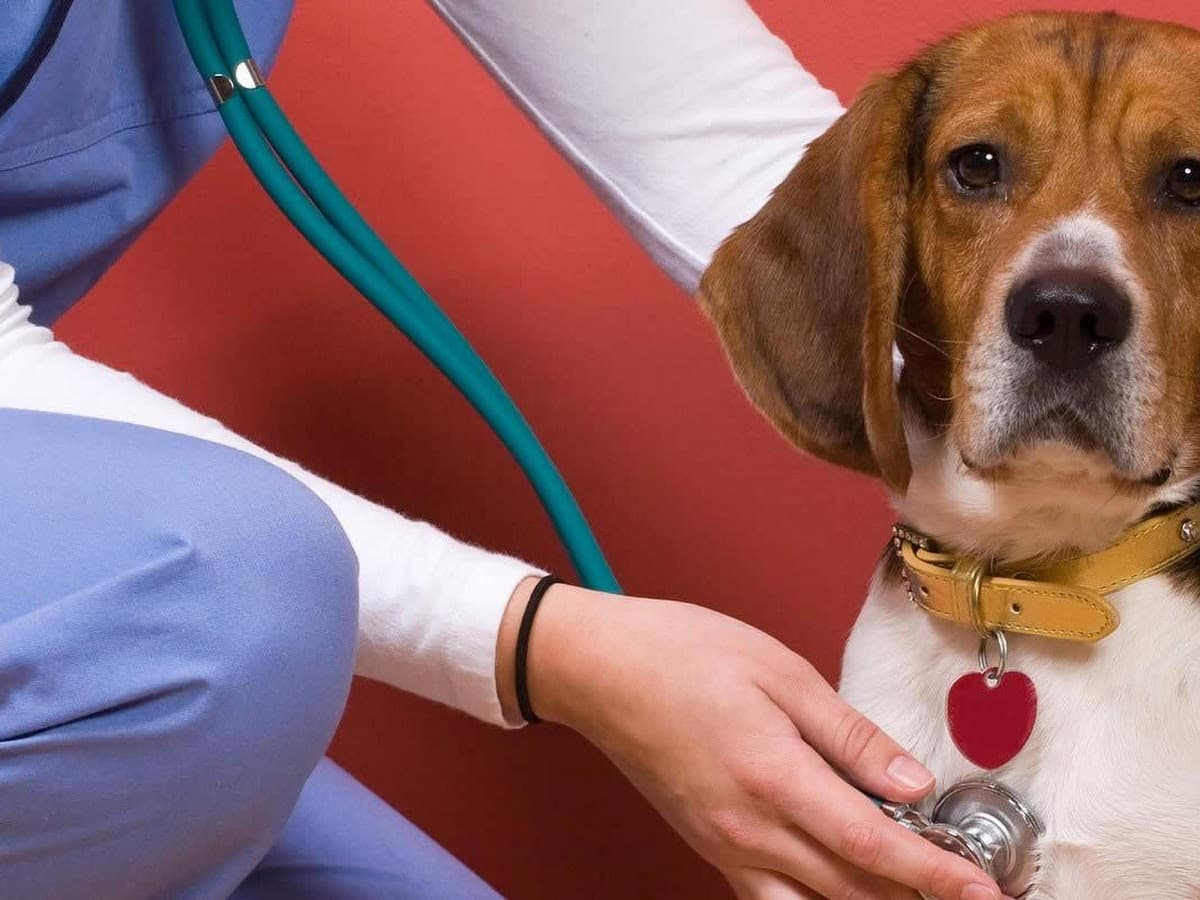 CLINICA VETERINARIA CRESPO — foto