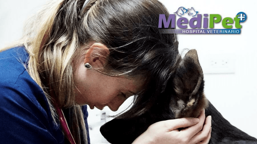 Hospital Veterinario Medipet