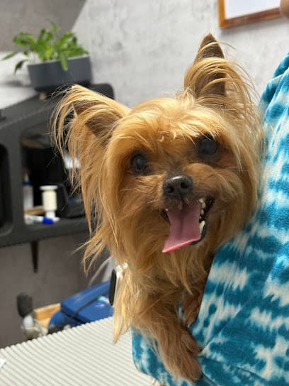 DogtorVet Caracas — foto