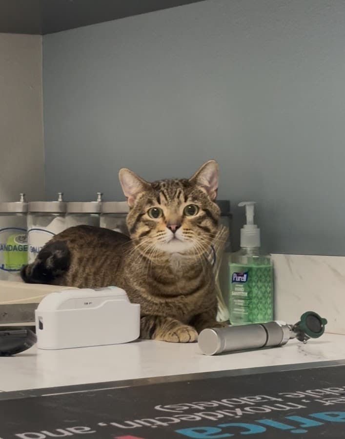 The Heights Veterinary Clinic — foto