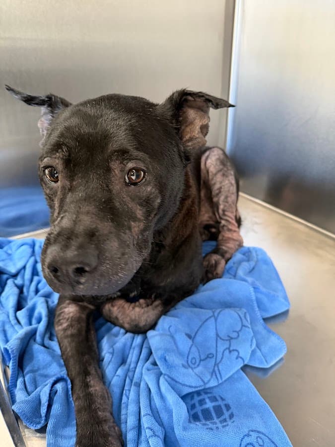 Animal Clinic of Miami Dade — foto