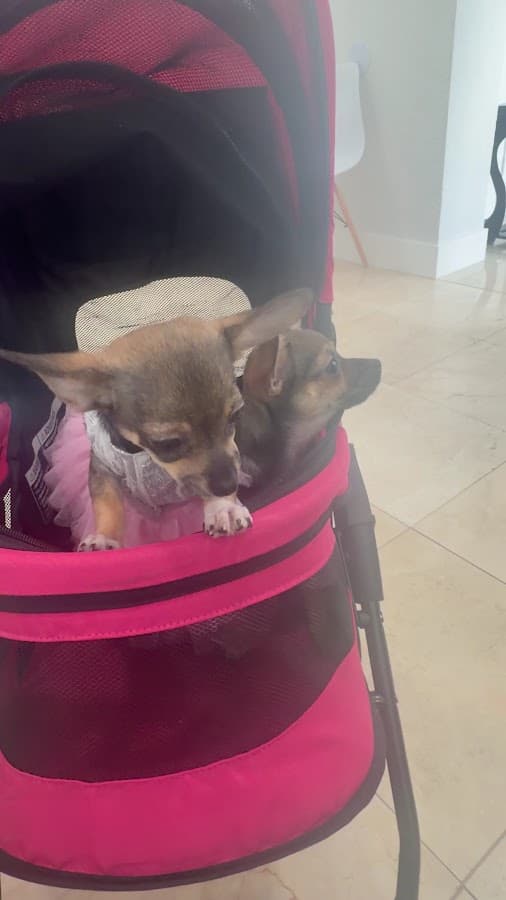 Animal Clinic of Miami Dade — foto