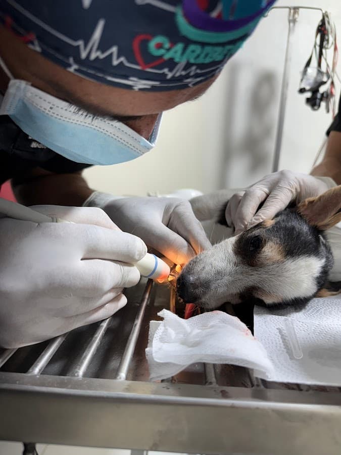 Clinica veterinaria Caribe Pets