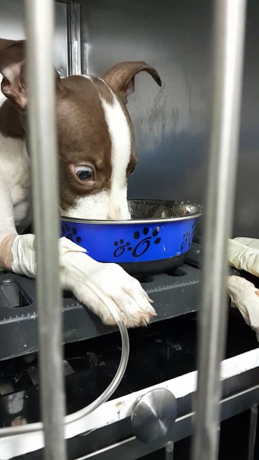 Clinica veterinaria Caribe Pets — foto
