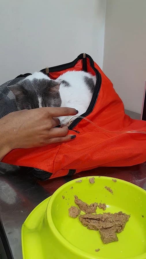 Clinica veterinaria Caribe Pets — foto