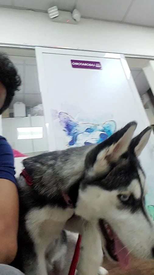 Happy Pet Clínica Veterinaria — foto