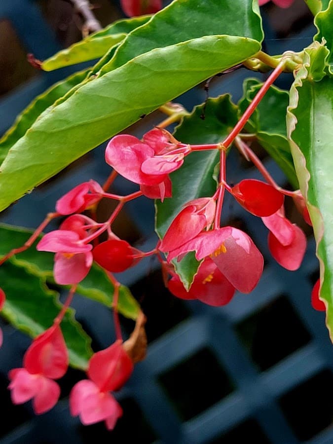 Jardín Botánico de la Universidad del Sur de Florida — foto