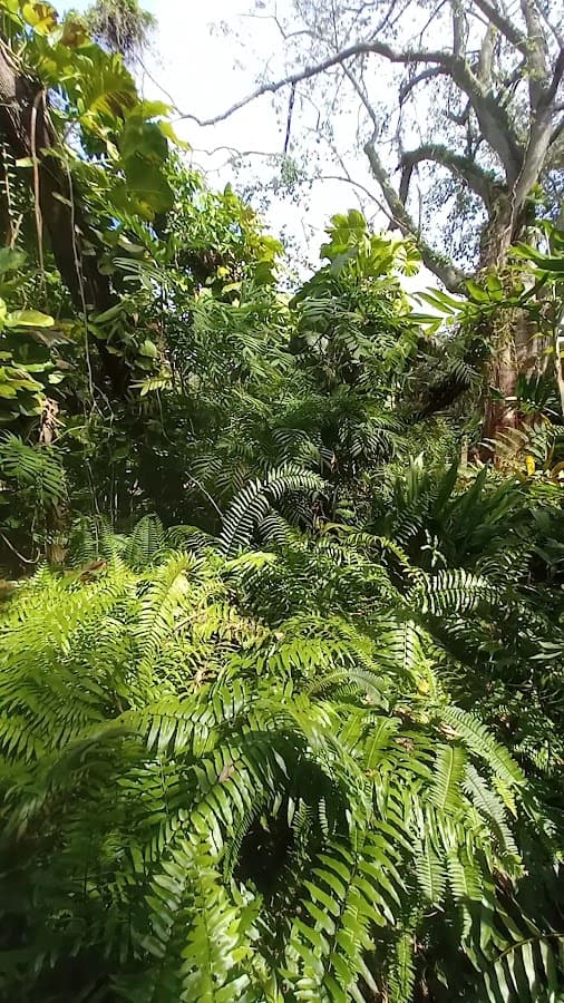 Jardín Botánico de la Universidad del Sur de Florida — foto