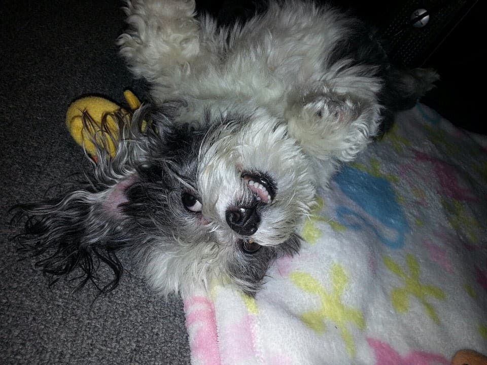 South Broward Animal Hospital — foto