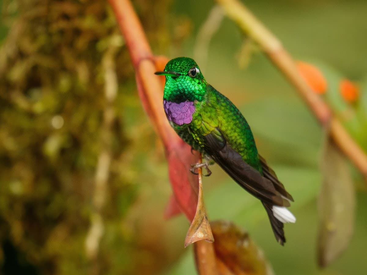 Ecuador Traveler Planet Tour Operator — foto