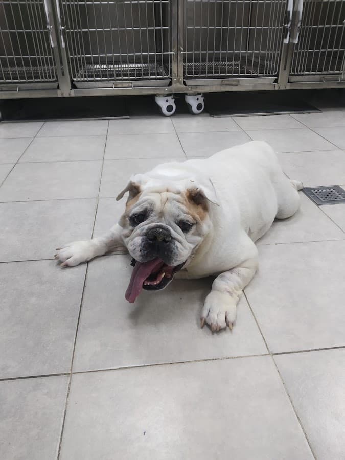 Huellas Clínica Veterinaria — foto