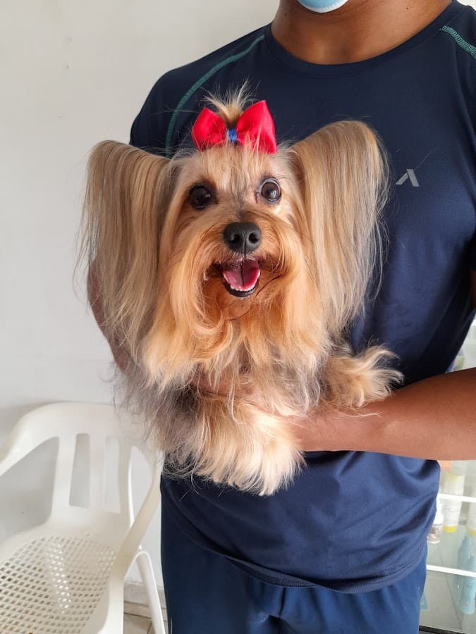 Centro veterinario canis