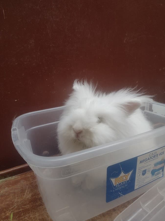 Veterinaria Reyno Animal Chiclayo — foto