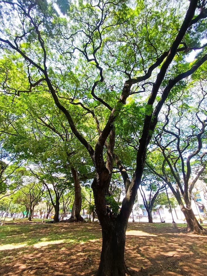 Parque de Versalles — foto
