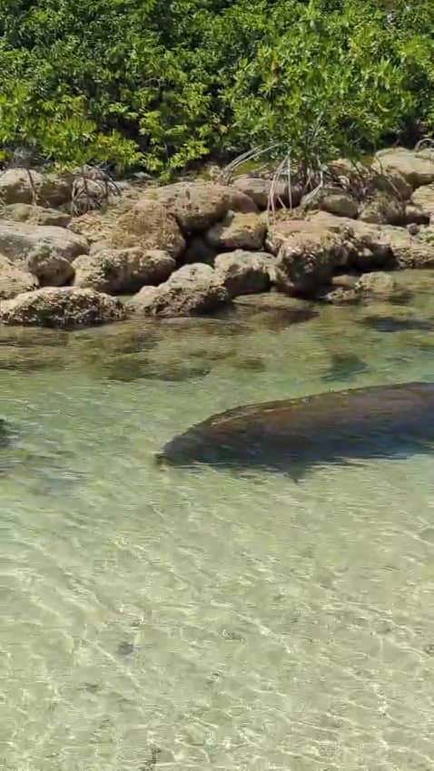 Get Wet Watersports Paddle Boarding, Snorkeling, Kayaking Singer — foto