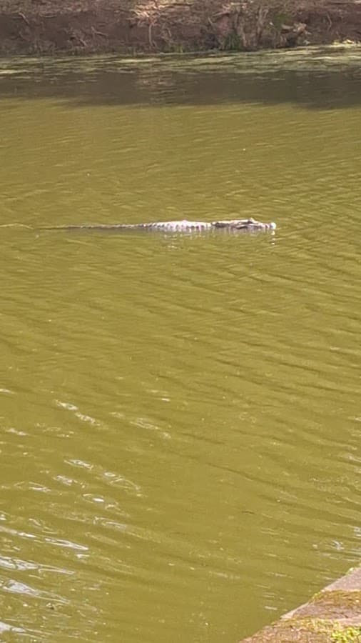 Corrego Grande Municipal Park — foto