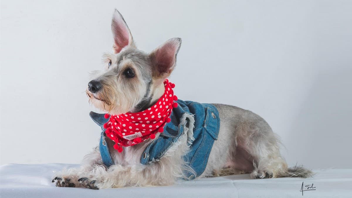 Emervet Emergencias Veterinarias — foto
