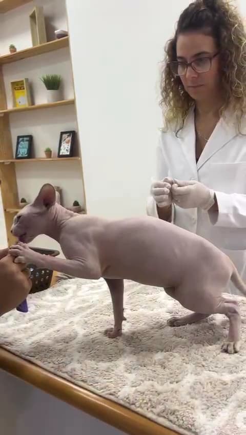 Gattos Clinica Especializada en Medicina Felina — foto