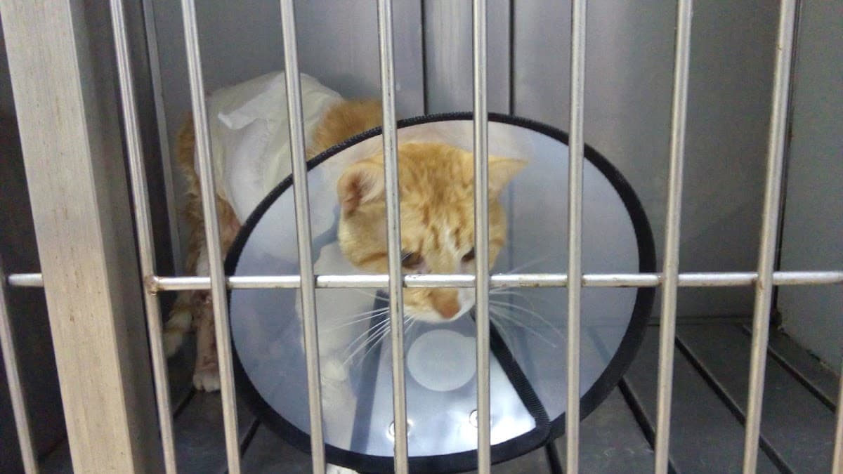 Veterinaria Pet Clinic Piura