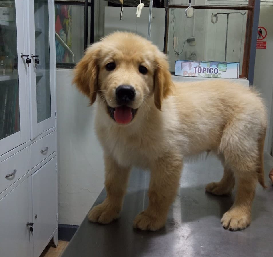 Veterinaria Pet Clinic Piura — foto