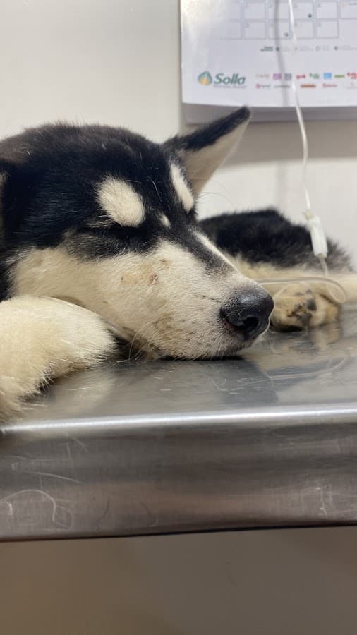 Hospital Veterinario San Bernardo — foto