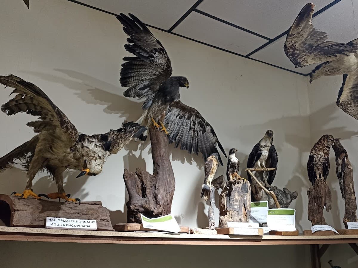 Museo de Arte de Caldas — foto