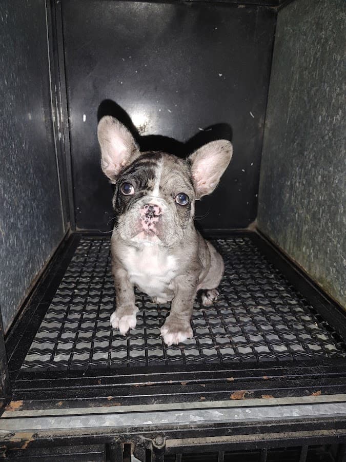 Clínica Veterinaria Milan — foto