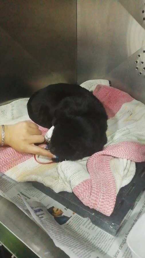 Central de Urgencias Veterinarias — foto