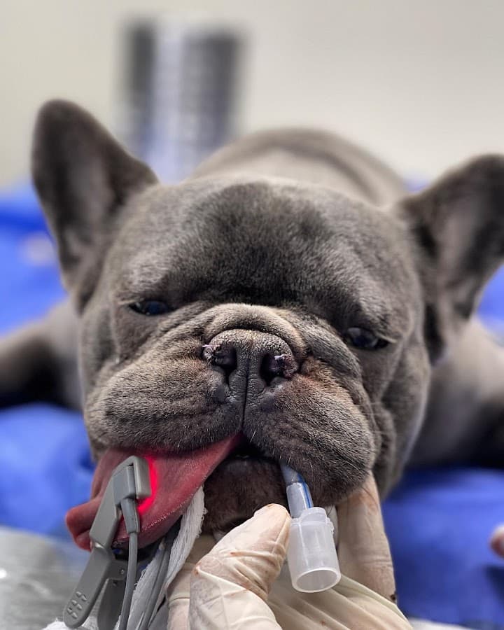 LAKma Clínica Veterinaria 24 Horas SEDE BOSQUE — foto