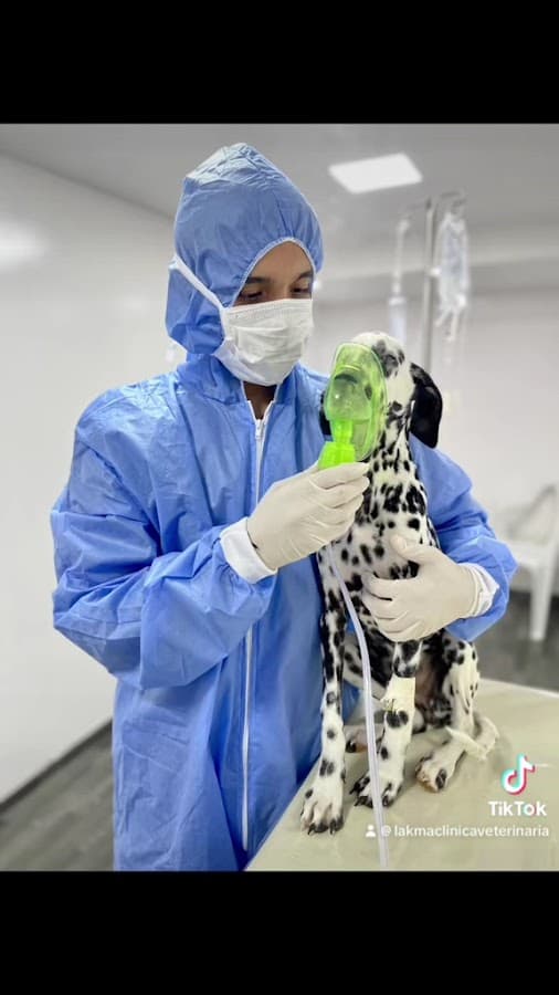 LAKma Clínica Veterinaria 24 Horas SEDE BOSQUE — foto