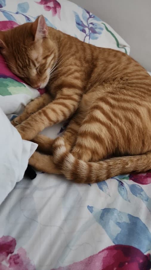 38 Plus Hospital Veterinario — foto
