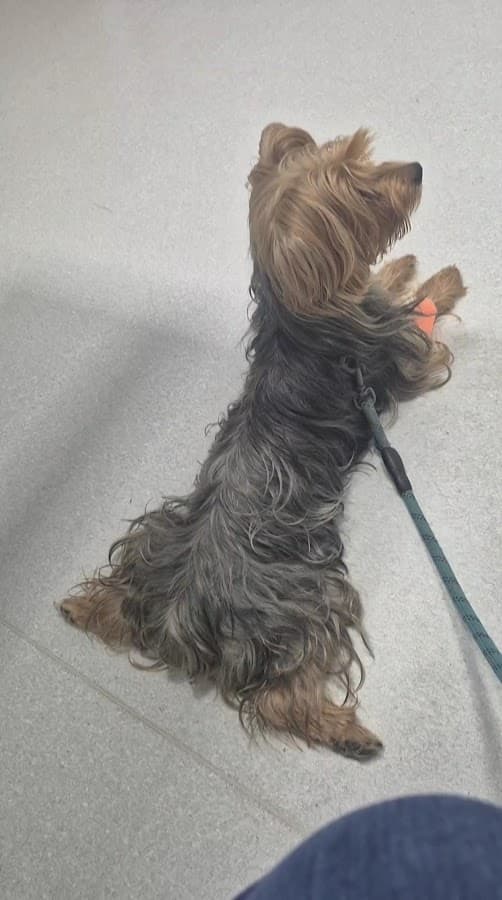38 Plus Hospital Veterinario — foto