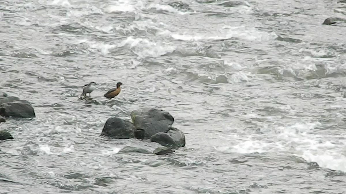 Tolima BioDiversa Expediciones — foto