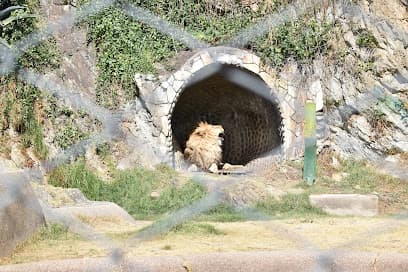 León - Zoológico de Huancayo