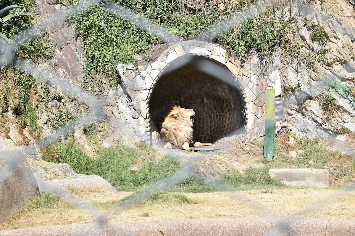 León - Zoológico de Huancayo — foto