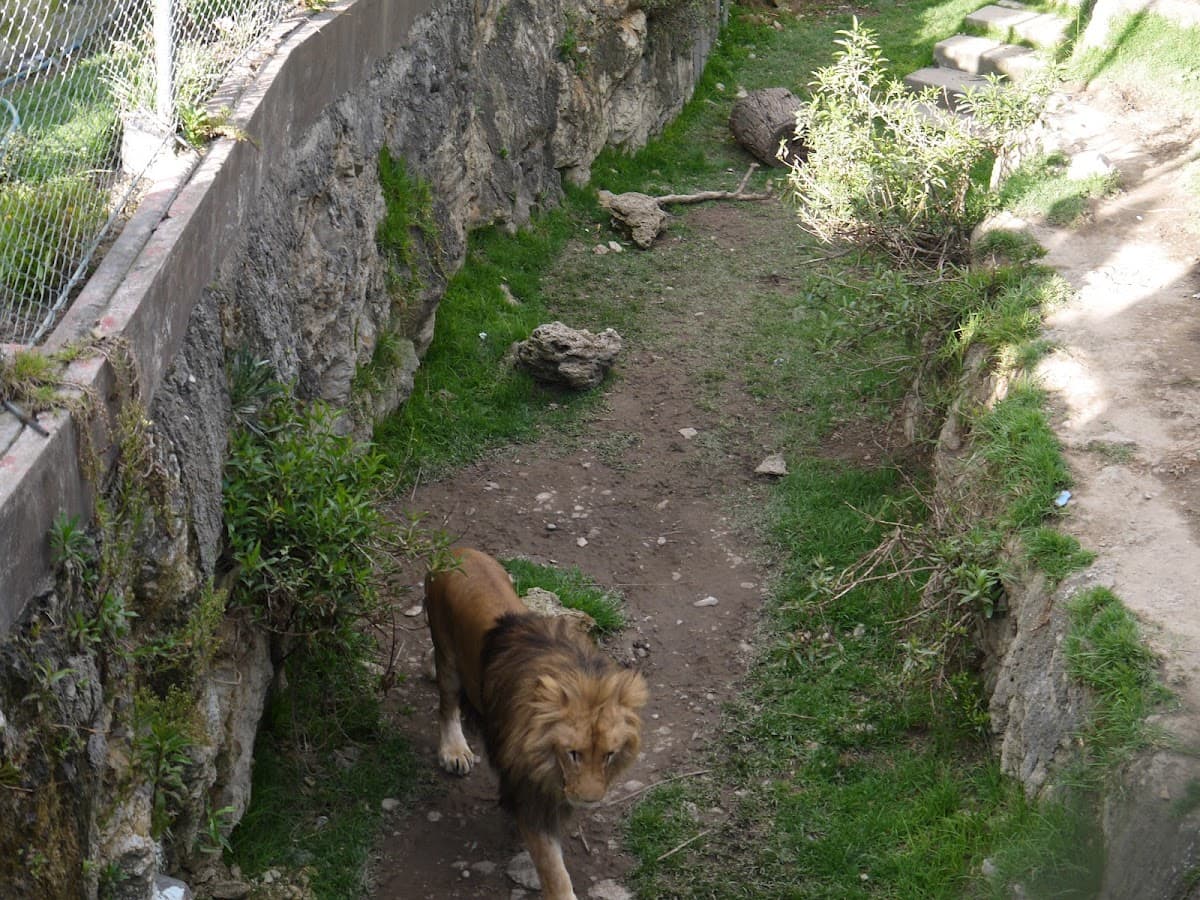León - Zoológico de Huancayo — foto