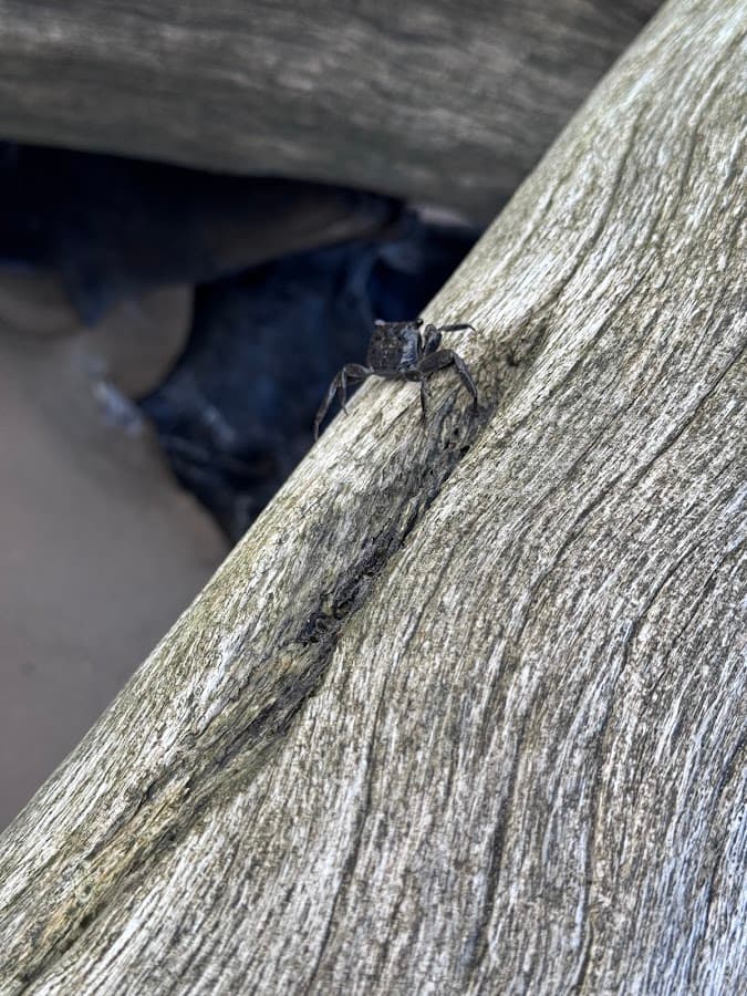 Big Talbot Island State Park — foto