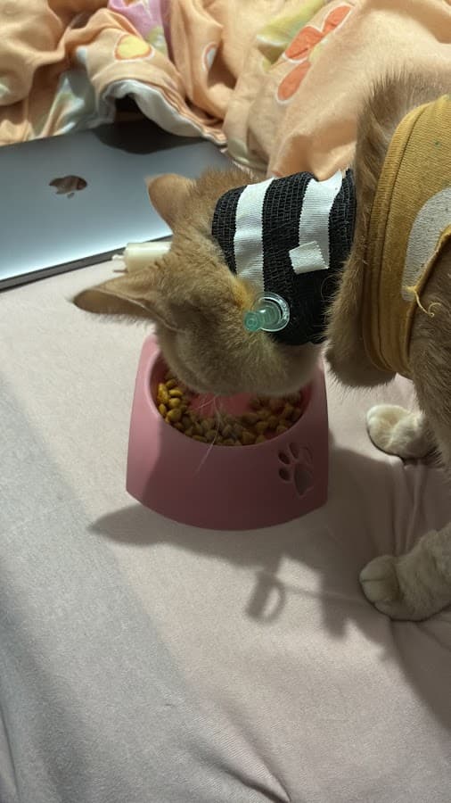 Animal Clinic — foto