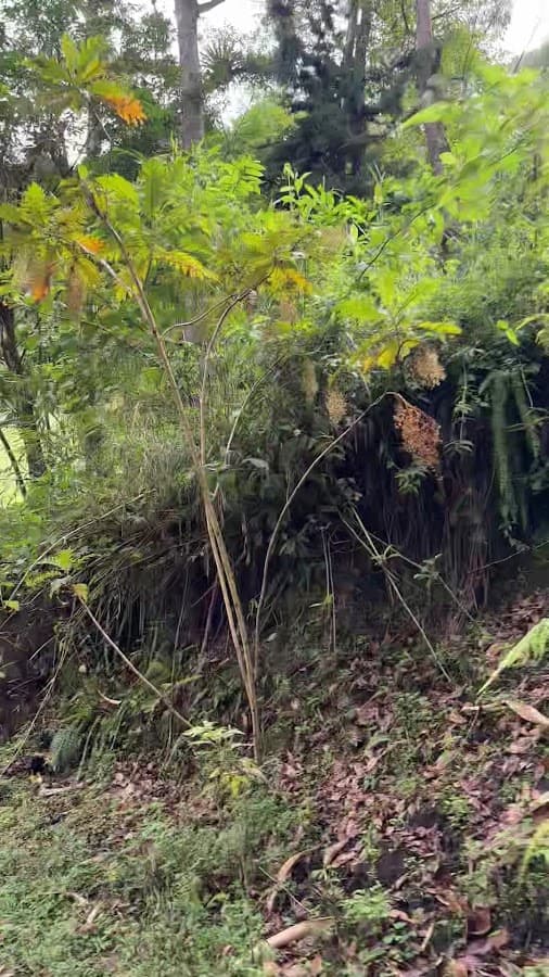 Cañón de Combeima — foto