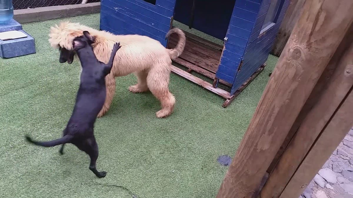 EVI - Clínica Veterinaria - El Poblado — foto