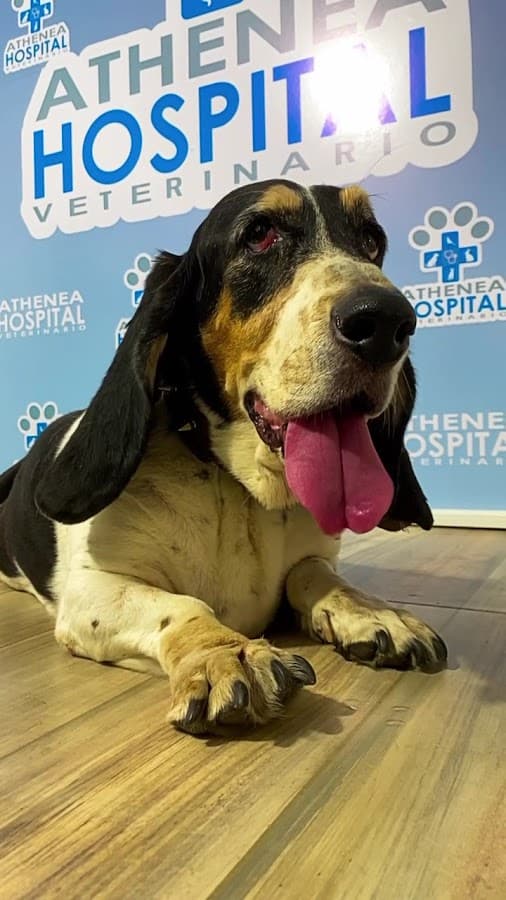 Athenea Hospital Veterinario Cali-Atencion mascotas 24 Horas Cali-Veterinario 24 horas Cali-veterinaria 24 horas — foto