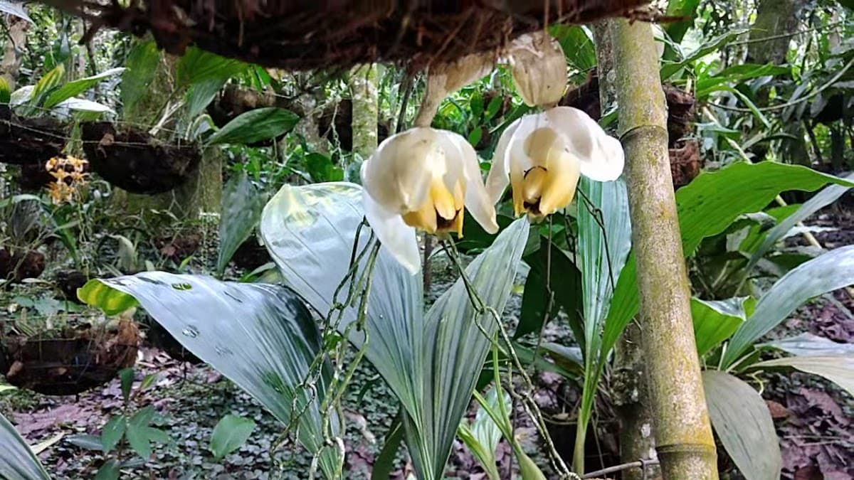 Orquídeas del Tolima — foto