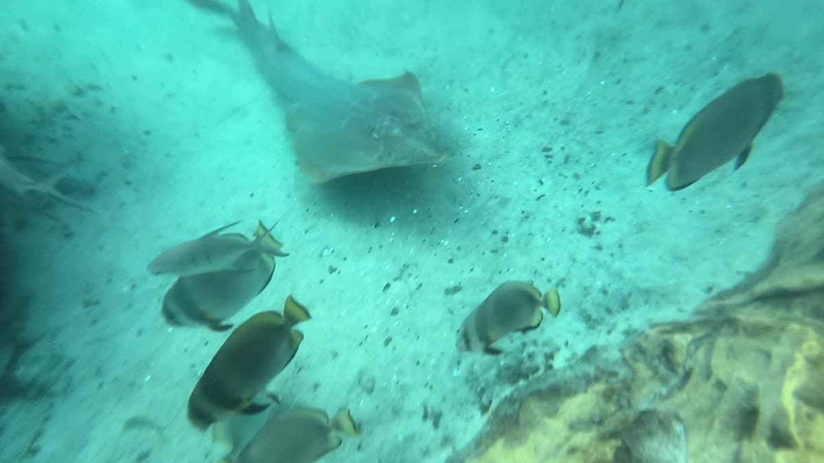 Discovery Cove — foto