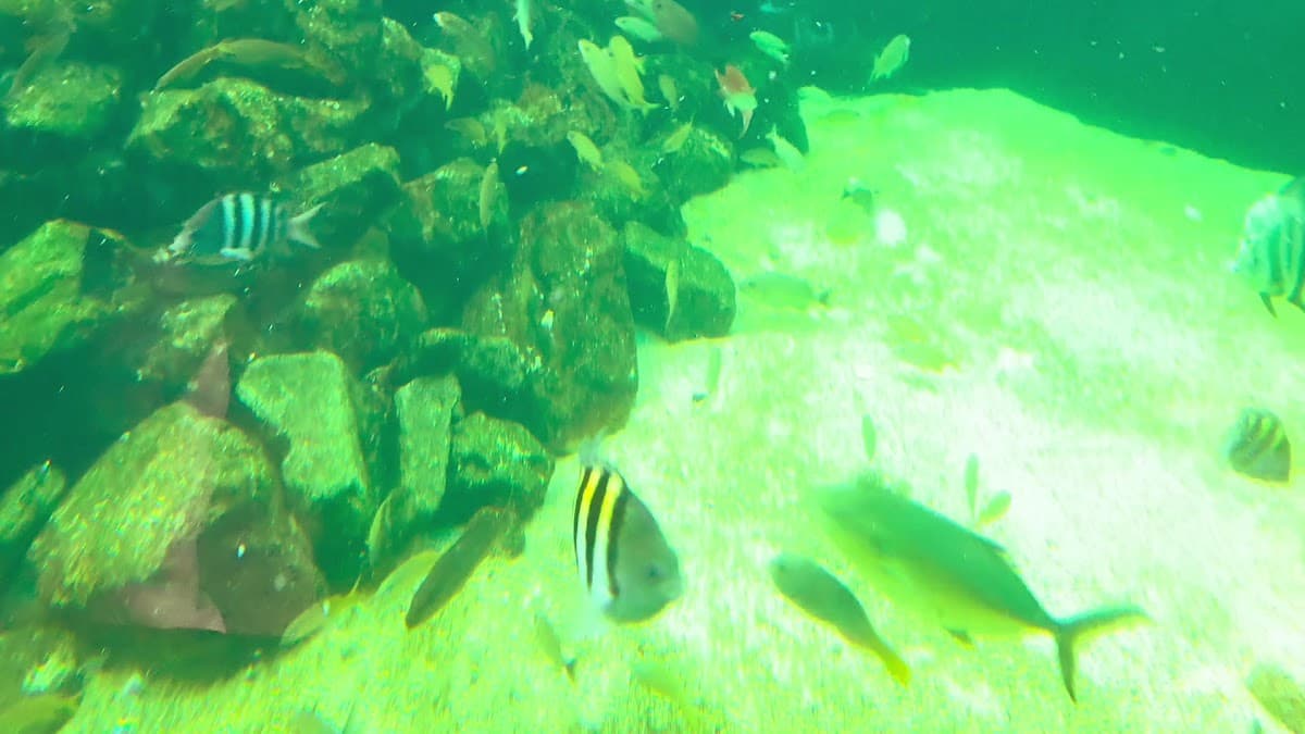 Acuario Mundo Marino — foto