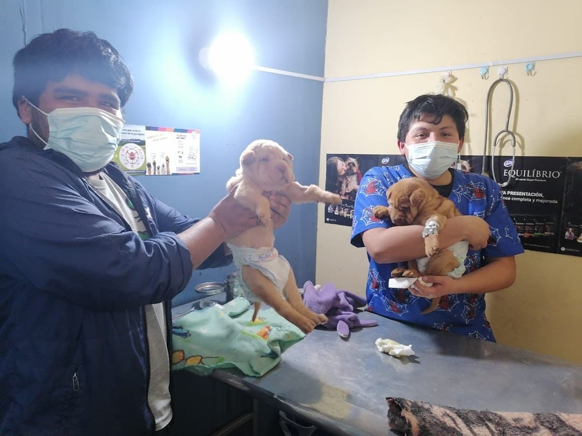 Centro Veterinario & Estetica canina DOGTOR CAT