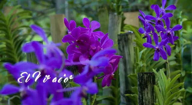 El Mirador De Las Orquideas — foto